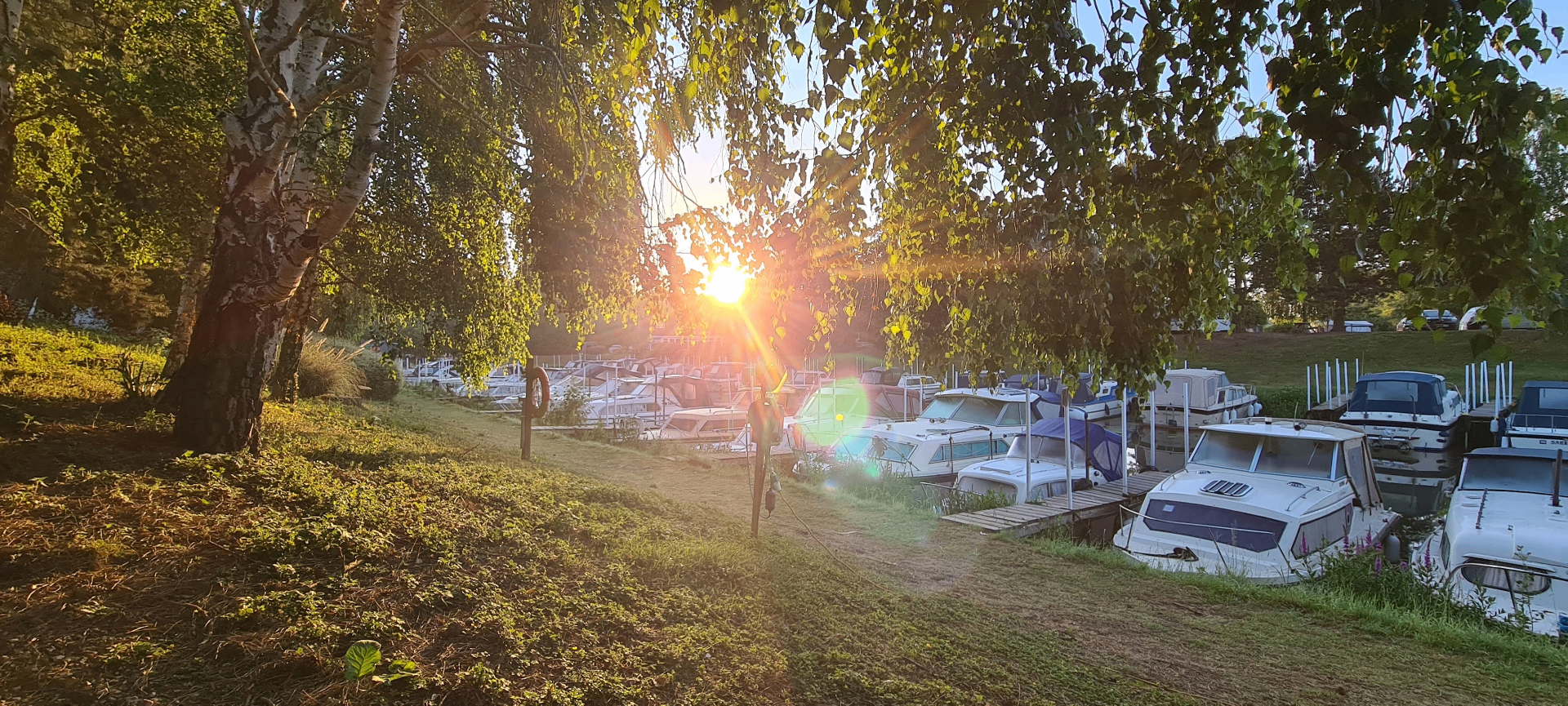 Golden sunset through the trees at the marina